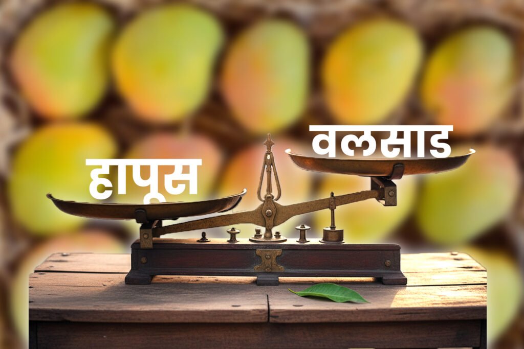 हापूस आंबा : इतिहास, ओळख आणि ‘हापूस’ नावावरचा वाद